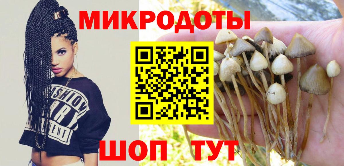 Галлюциногенные грибы Psilocybe Щёкино